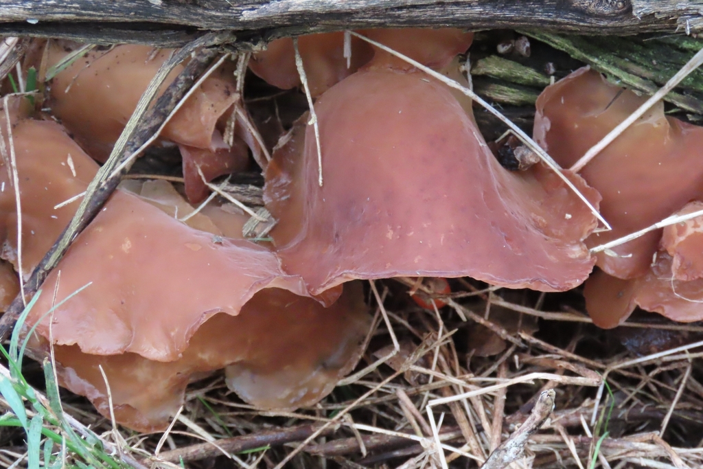 Auricularia fuscosuccinea · April 2024 · photo: © adriana_machado (iNaturalist, cc-by)