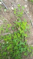 Trifolium stoloniferum