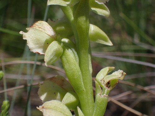 Image of Pterygodium hastatum by (c) Ren Hoekstra, some rights reserved (CC BY)