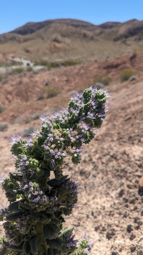 Image of Phacelia palmeri by (c) Darrin Gobble, some rights reserved (CC BY)