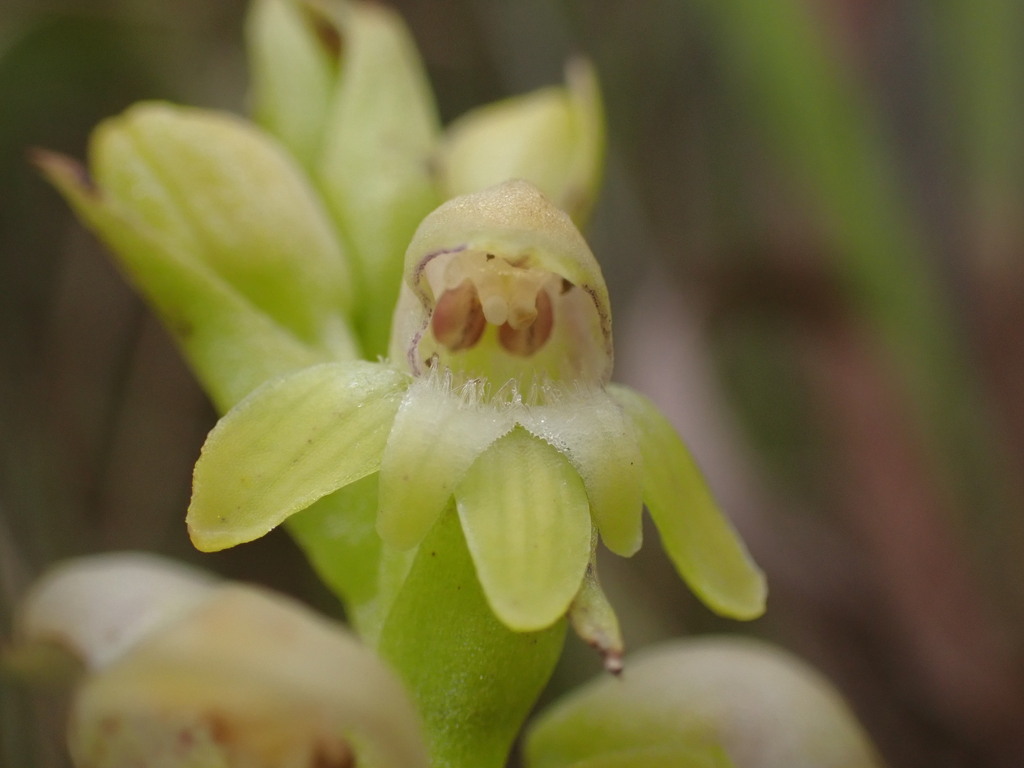 Satyrium microrrhynchum