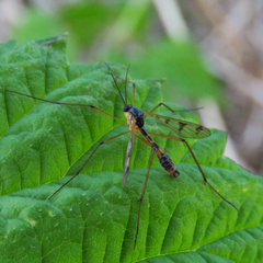 Ptychoptera quadrifasciata