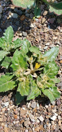 Image of Mentzelia reflexa by (c) Katie Pearson, some rights reserved (CC BY)