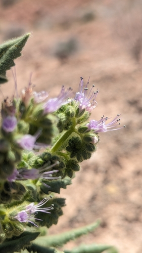 Image of Phacelia palmeri by (c) Darrin Gobble, some rights reserved (CC BY)