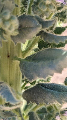 Image of Phacelia palmeri by (c) Darrin Gobble, some rights reserved (CC BY)