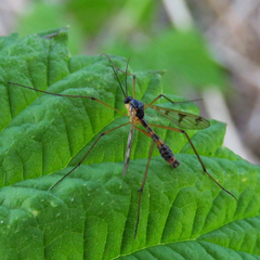 Ptychoptera quadrifasciata