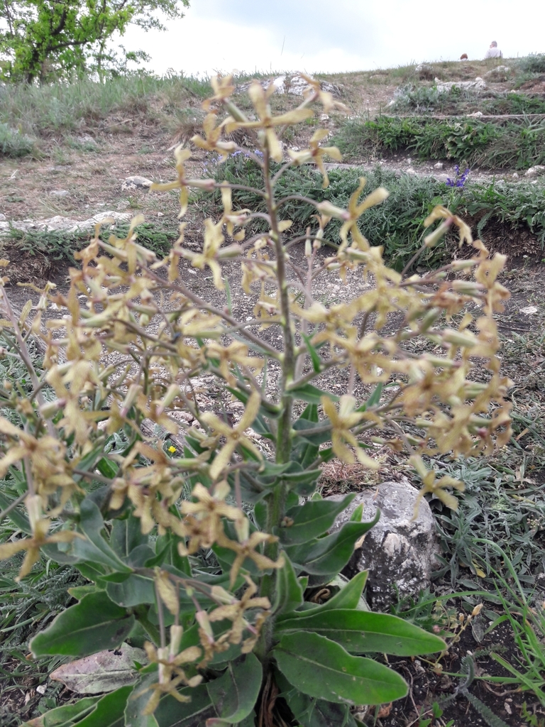Hesperodae