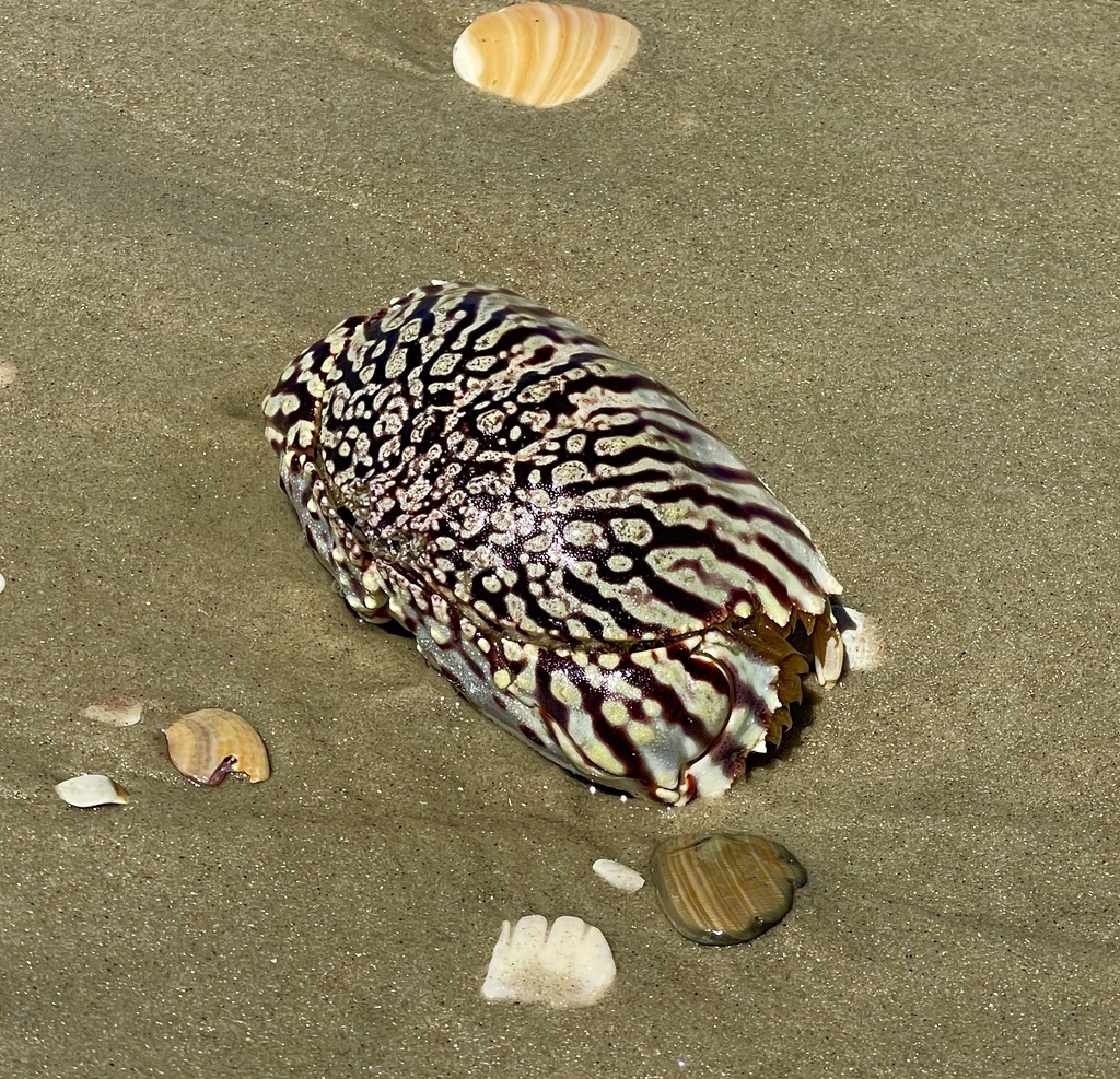 Flame Streaked Box Crab from NC, US on April 14, 2024 at 11:29 AM by ...