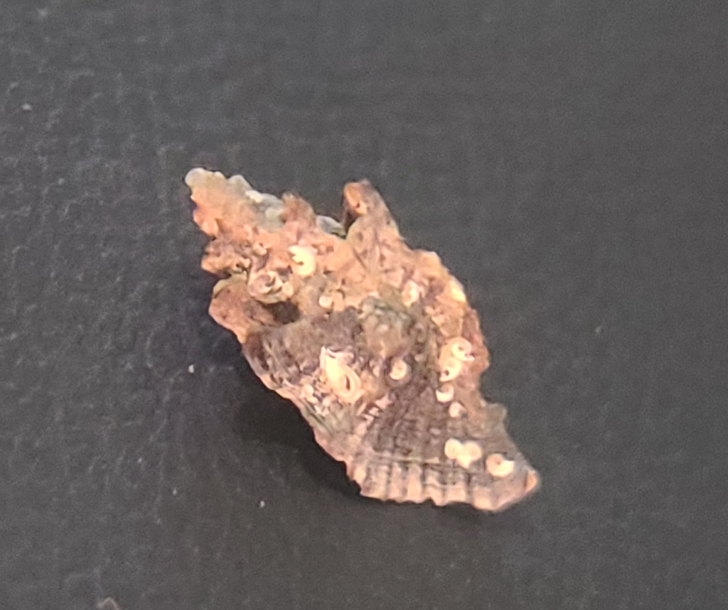 Tripterotyphis fayae