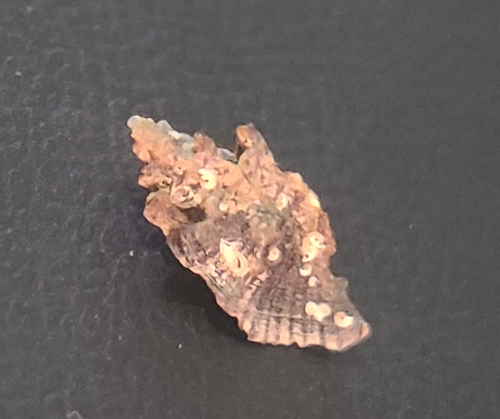 Tripterotyphis fayae