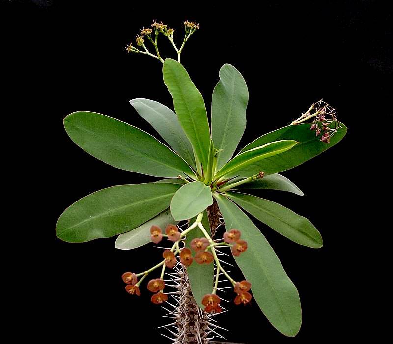 Euphorbia horombensis
