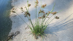 Cyperus longus tenuiflorus