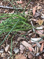 Allium schoenoprasum