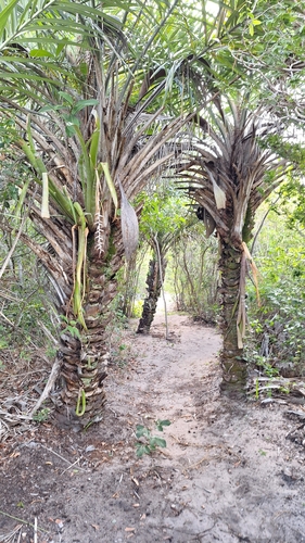 Foto de Licuri ou Ouricuri