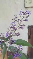 Vitex agnus-castus