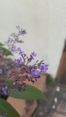 Vitex agnus-castus