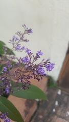 Vitex agnus-castus