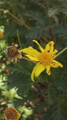 Asteraceae