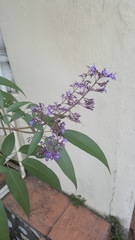 Vitex agnus-castus
