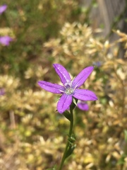 Triodanis biflora