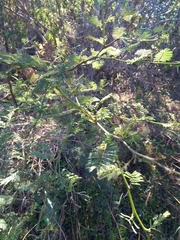 Vachellia caven