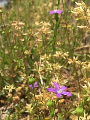 Triodanis biflora