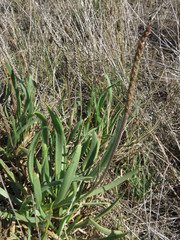Plantago carnosa