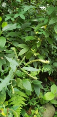 Petiveria alliacea