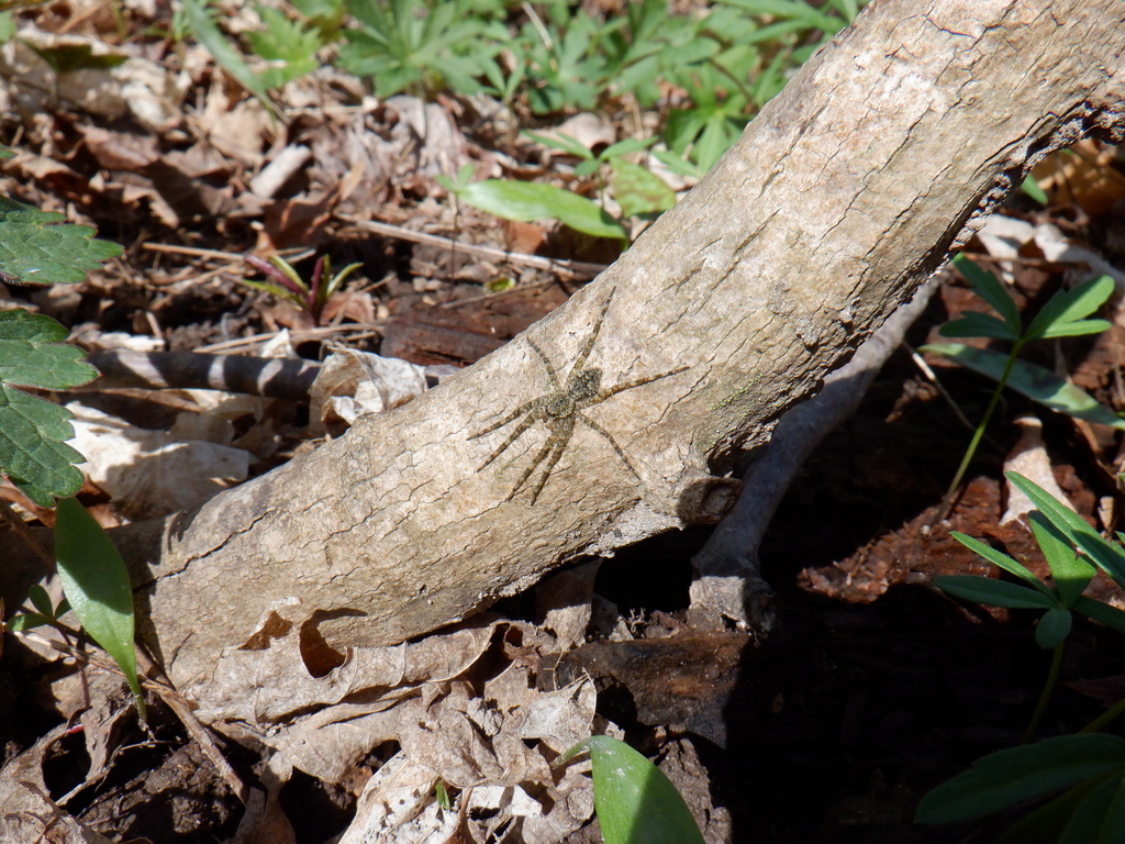 White banded Fishing Spider From JEROUSH2 On April 14 2024 At 11 07 AM white-banded-fishing-spider-from-jeroush2-on-april-14-2024-at-11-07-am