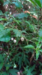 Psychotria andevorantensis image