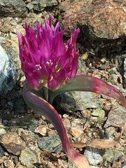 Allium falcifolium