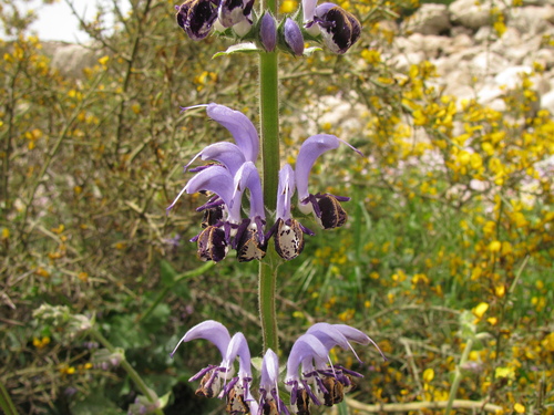 Image of Salvia indica by (c) Nachman bones, some rights reserved (CC BY)