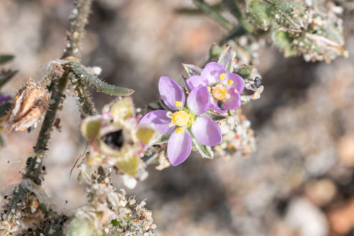 Representative image of Spergularia heldreichii