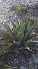 Agave gentryi