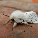 White Ermine - Photo (c) rhonddawildlifediary, some rights reserved (CC BY-SA)