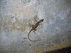 Anolis oxylophus
