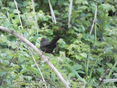 Turdus merula