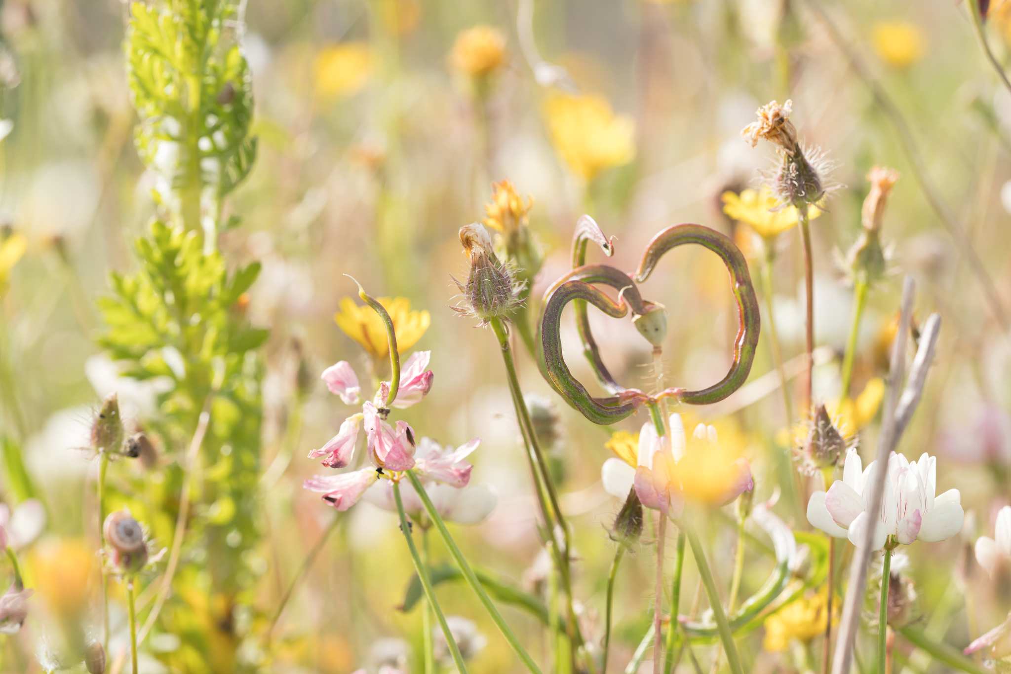 Keeled Crown-Vetch (Securigera carinata)