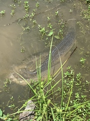 Atractosteus spatula