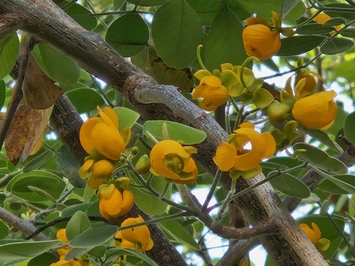 Image of Senna atomaria by (c) Francisco Emilio Roldán Velasco, some rights reserved (CC BY)