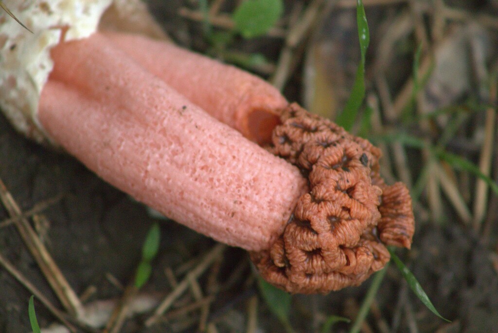 Lysurus sphaerocephalus