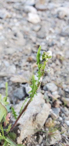 Image of Caulanthus lasiophyllus by (c) Katie Pearson, some rights reserved (CC BY)