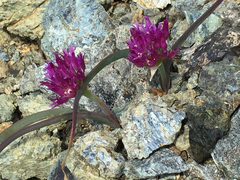 Allium falcifolium