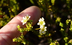 Diosma oppositifolia