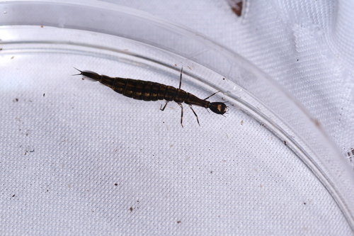 Dytiscidae