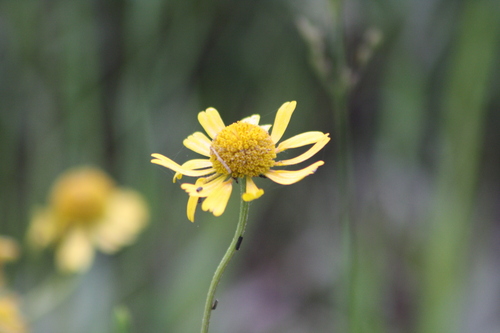 Image of Helenium drummondii by no rights reserved