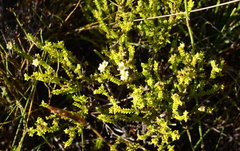 Diosma oppositifolia