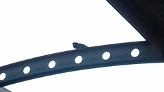 Columba livia domestica