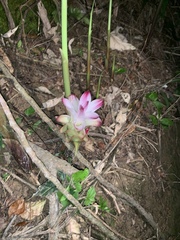 Curcuma zedoaria