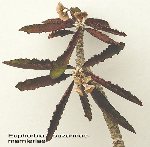 Euphorbia suzannae-marnierae
